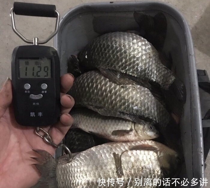  「时间」小河野钓鲫鱼，春季钓鲫鱼的技术心得，钓获11斤野生大板鲫鱼