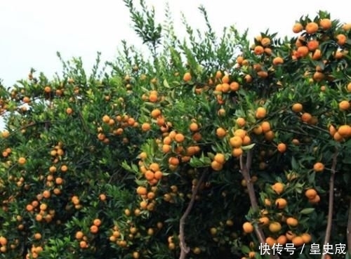  「上市」去年几毛1斤也滞销，如今收购价3.8元，果农却高兴不起