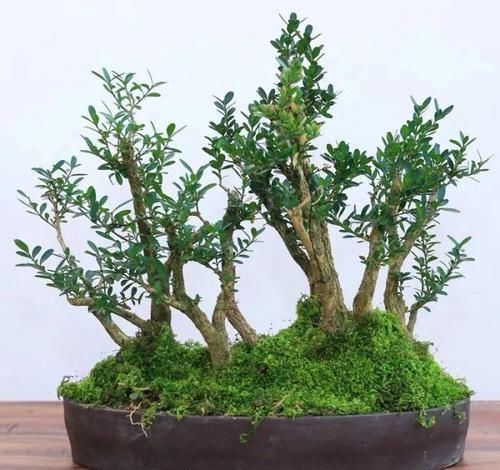  「身价」这六种植物越养越值钱，在家养几年，身价猛涨几倍！你家养了几种