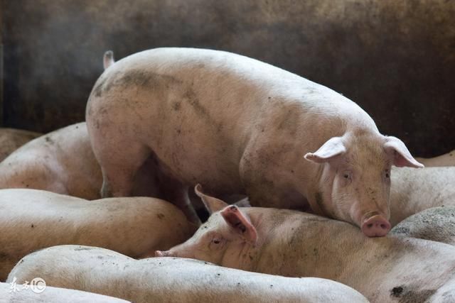 科学养猪快速增肥的秘密 别忽视这个问题
