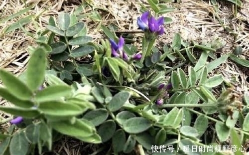 『不少』山坡下,有1种珍贵的“杂草”,人称“少华米口袋”,请爱护它!