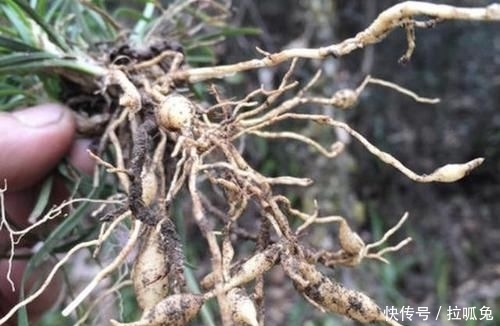 『观赏价值』它在农地里像“杂草”,被称为“沿阶草”,根茎比庄稼值钱,珍贵