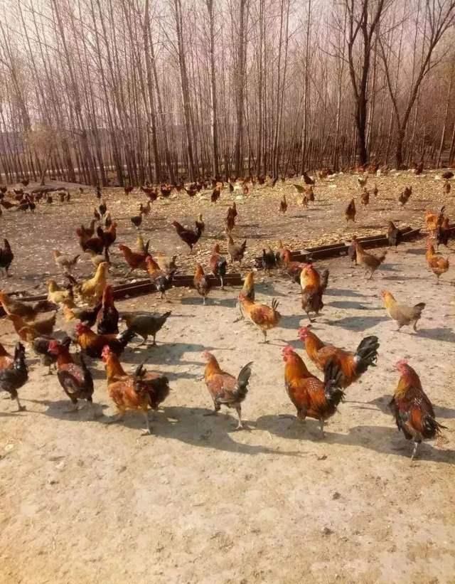  解决：巴基斯坦形势危急，中国有三招可灭蝗虫，可解决巴铁难题