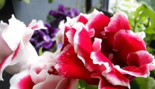  『季花』盆栽花卉，我只养“这3种”，放在小阳台，一年365天轮着开，特美