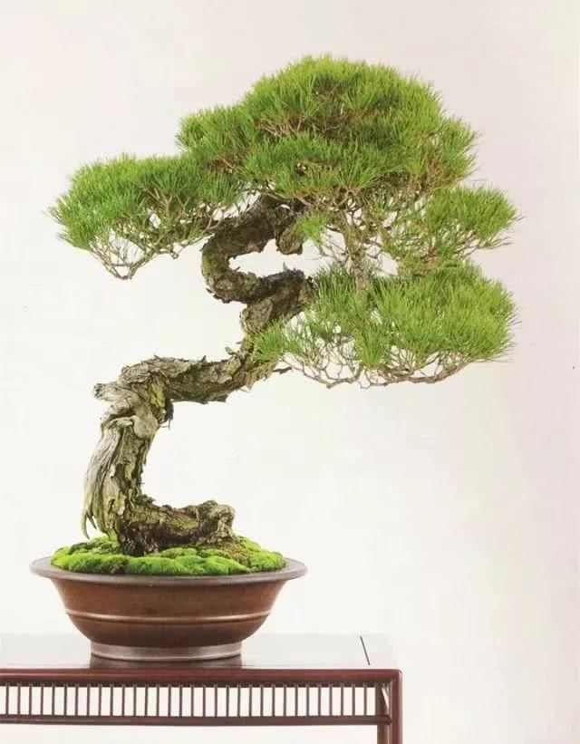 『感悟』盆景人感悟:勤奋,成就生活之美!