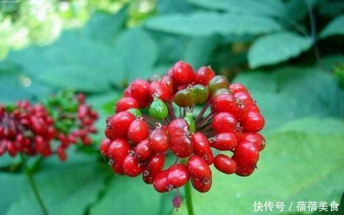 种一盆人参花 既漂亮又是名贵药材 用来做花茶 保健效果特别好 快资讯
