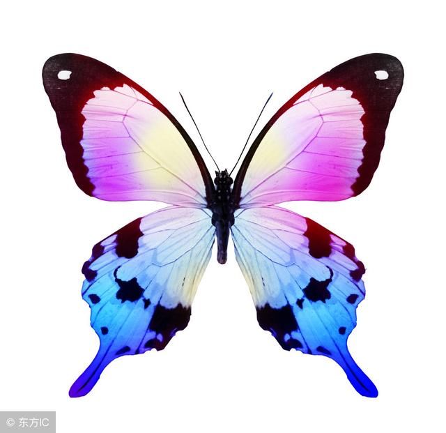 心理测试:测测你这一世天生的命运如何?哪一只