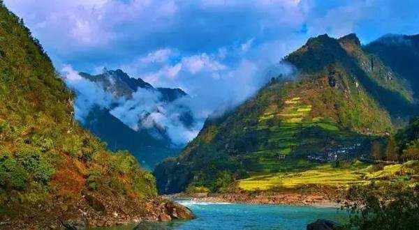 食物中的黄金，高山树上的黄金耳