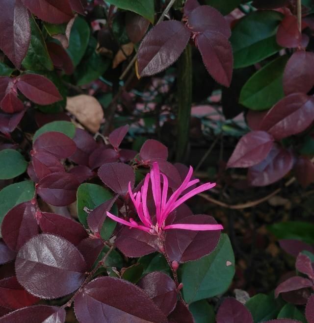  「鱼悦」雾里看花钓鱼忙，东风鱼儿把口开，鱼悦的一天