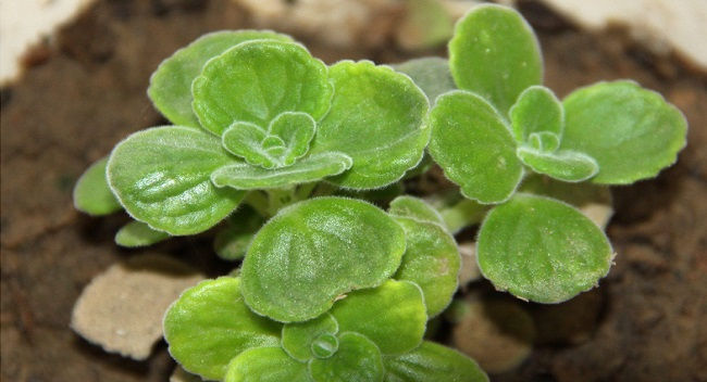  『植物』碰碰香怎么浇水,碰碰香的四季浇水方法以及浇水注意事项