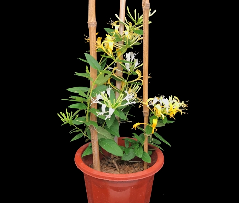 八种开花香气扑鼻的花卉，建议有庭院的朋友定要种上，芳香怡人啊