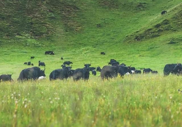  「七彩」文旅中国：走进七彩甘南，领略藏域风光