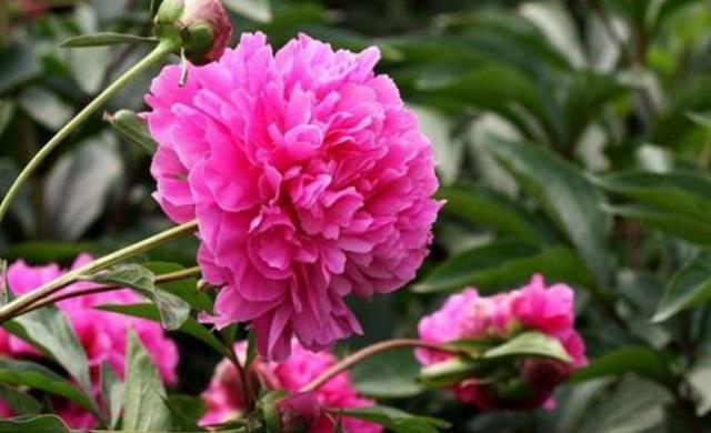 芍药|芍药花开艳丽,芍药的根有什么作用呢?