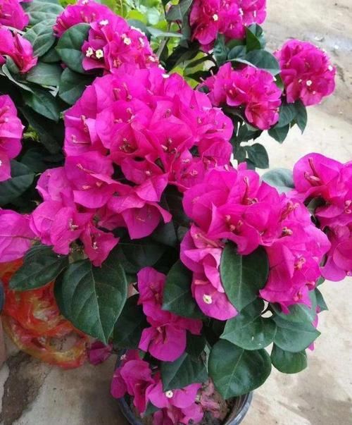 『充足』三角梅有花不开花?做好“4件事”,花苞齐刷刷,开成叶子花