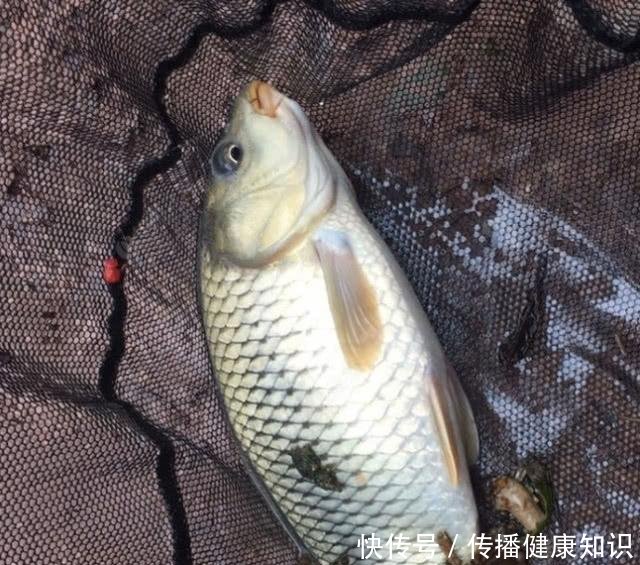 『溶氧量』不喜欢在下雨天钓鱼别怪我没提醒你,下雨天等于“爆护天”