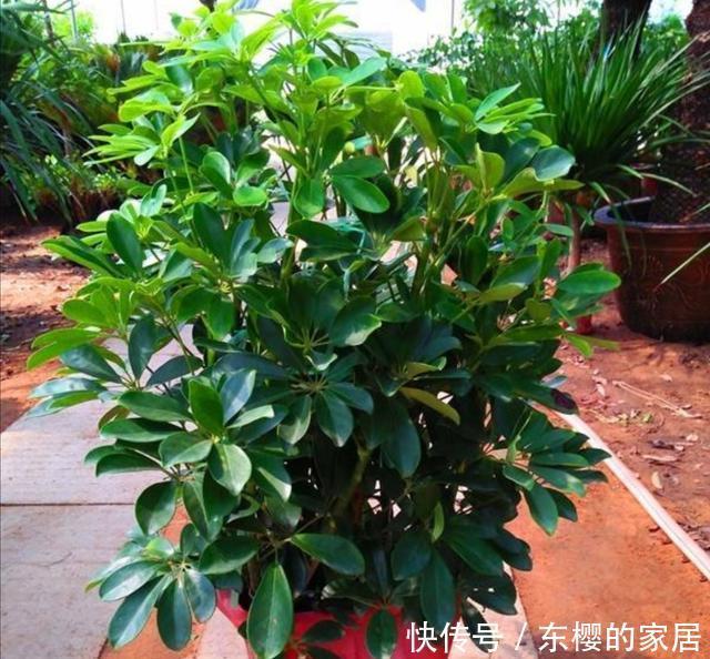  扦插|家中养鹅掌柴，注意几个细节，叶子浓绿，长得旺