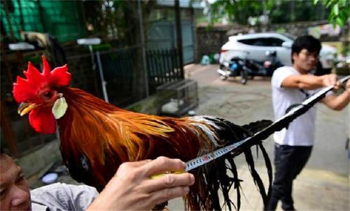 新品种长尾巴公鸡价值昂贵，市民却坦言：白送也不敢吃