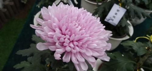  『美得』喜欢玫瑰，就养盆“菊花佳品”芳日，花型大气，冷艳芬芳