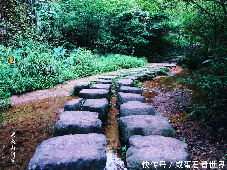  【派兵】福建武夷山最有名的三棵树，不仅派兵专门看守，还投保了一个亿