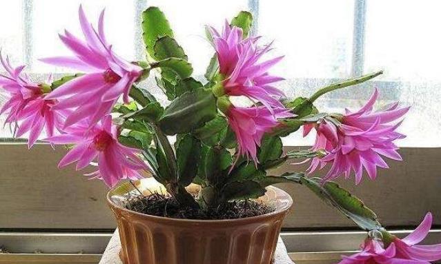  「禁忌」夏季养花草，浇水有“说法”，4个禁忌要牢记，啥花也浇不坏