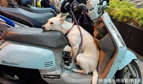 「狗狗」那只帮主人看车的狗,2年后因撩人姿势再次走红,唯一不变厌世脸