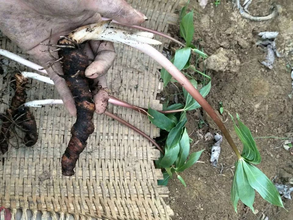 山里这野草，人称“土三七”，蛇见到就怕，价值珍贵300元一斤