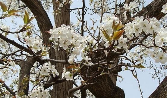  『梨树』幼龄苹果树，梨树，怎样促进开花结果？