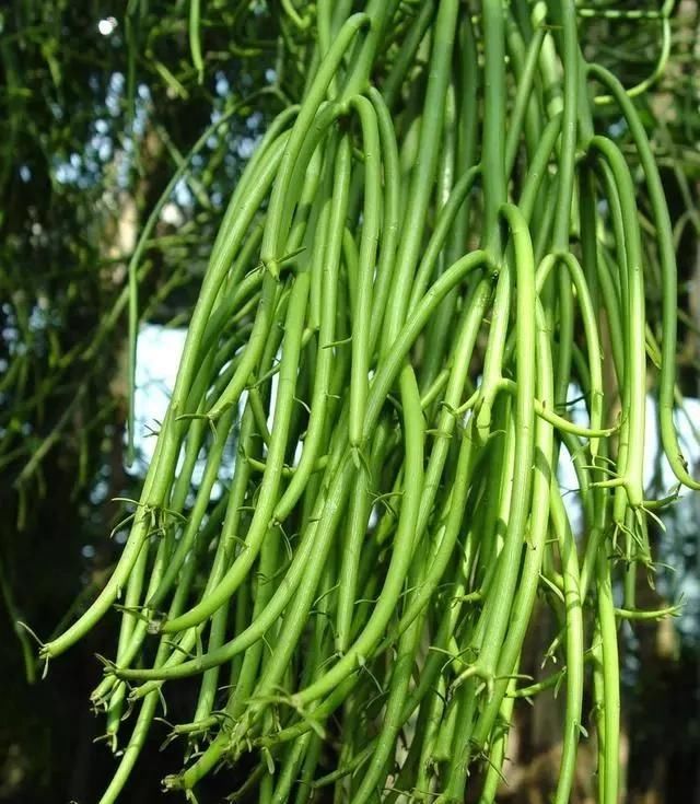 『含有毒素』几种有毒的多肉植物,你家可能就有一盆,养护需小心