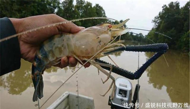  [泛滥]“虾王”东南亚称霸，来到中国却成“软脚虾”，中国吃货求泛滥