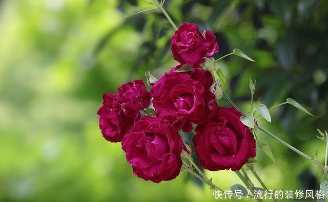 『花无』月季——只道花无十日红,此花无日不春风