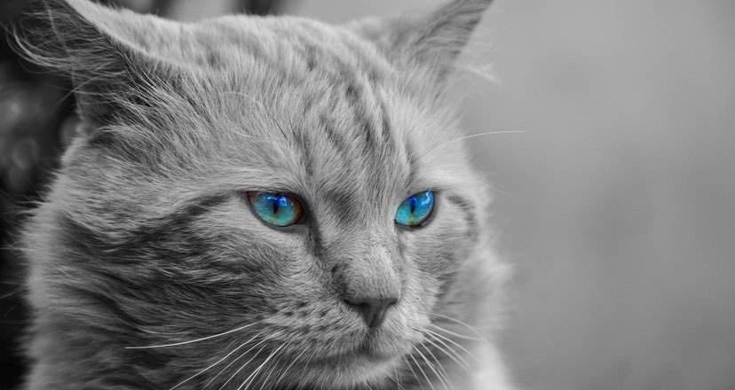 # 智者#猫咪的八大谣言，谣言止于智者，请理智对待猫咪，切勿模仿，辟谣