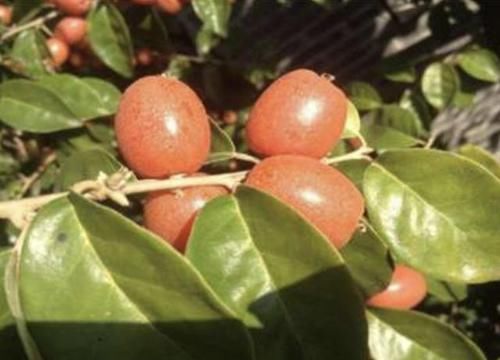  『人称』1种果子像“红枣”，儿时看到会流口水，人称“羊奶果”，值钱