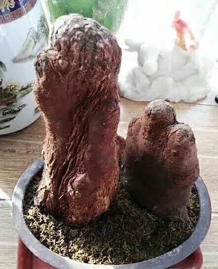  朱顶红：看见这花可别买，忍住，小心被忽悠，花钱买气受！