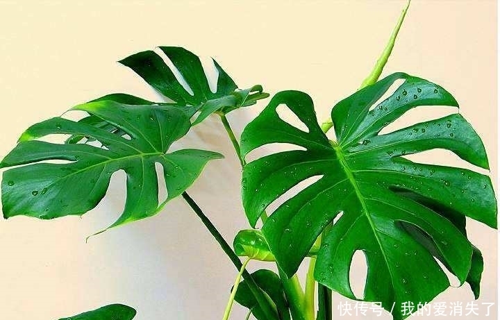  #调节室内的空气湿度#室内养植物，就养它们，好看还对空气好！