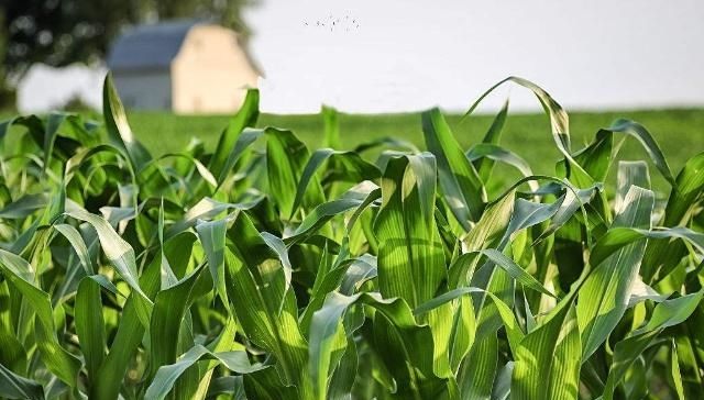  [田地里面]玉米什么时候会分支是怎么回事？针对玉米分支现象需要注意的事项