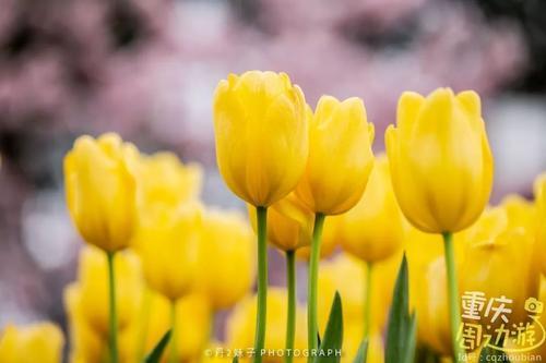 花开成海！再过一周重庆将美翻全国，14处美景玩转这个春天！