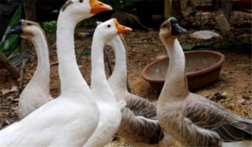 养鹅：为何农村养鸡鸭的多，养鹅的却少？这3点原因是关键