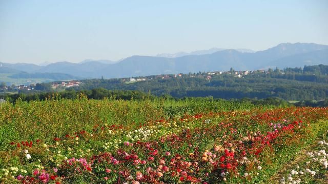  玫瑰具：大马士革玫瑰栽培管理技术探索，最基本的这几点, 你做好了吗?