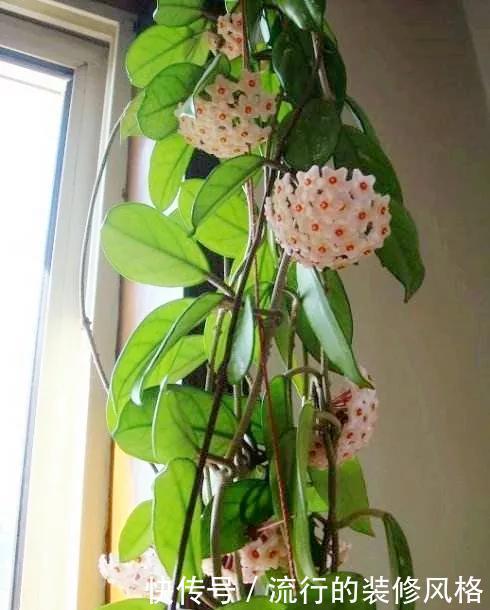  [喜欢]超级耐阴的球兰，养1盆能爬上窗台、房顶，开花比香水还香