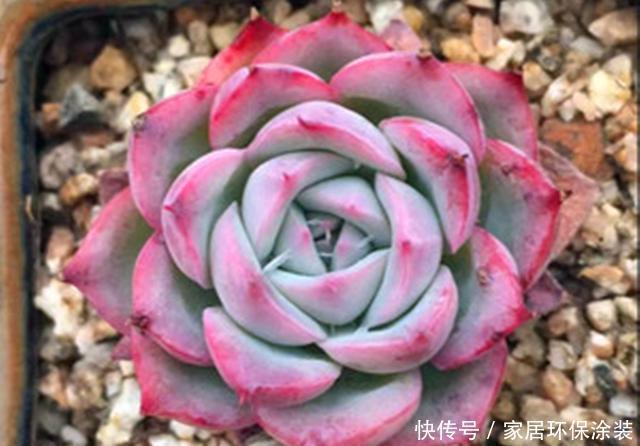  合适：初夏扦插多肉，注意好5点，一棵变多棵，打造自己的“多肉王国”