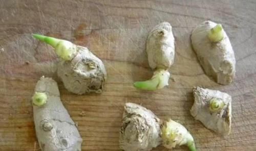  「白菜」“废根”不要丢，埋土“留半截”，20天成“盆栽”，还开花结果