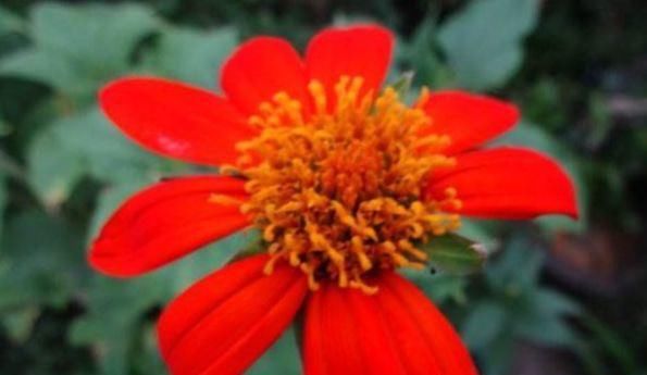 #气质#喜欢菊花,那就养盆红艳似火的“圆叶肿柄菊”,花色艳丽,气质优雅