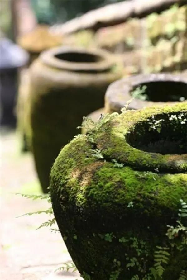 「青苔」一处青苔,美了一个院子