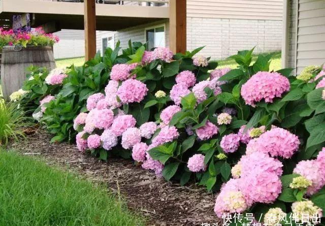  「花儿」4种花，打造出一个漂亮的院子，色彩斑斓，花开不断！