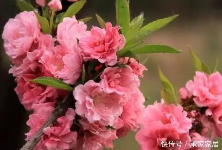 冬季:这三种绿植十分喜爱冬季,天气越冷长势越好,轻松养到来年