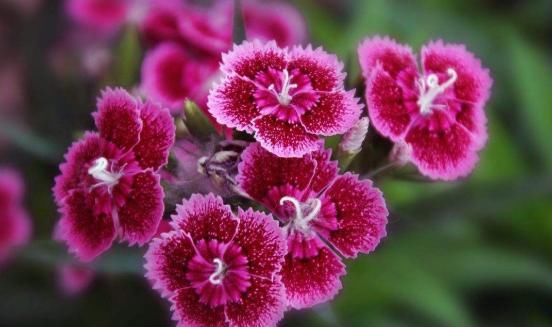「石竹」5款“爆盆机器”,花朵艳丽,全年开花,花多易爆盆,一树多色花