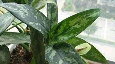 『强大』这种植物名字最霸气,叫做银皇帝,不仅外观好看,功能也特强大