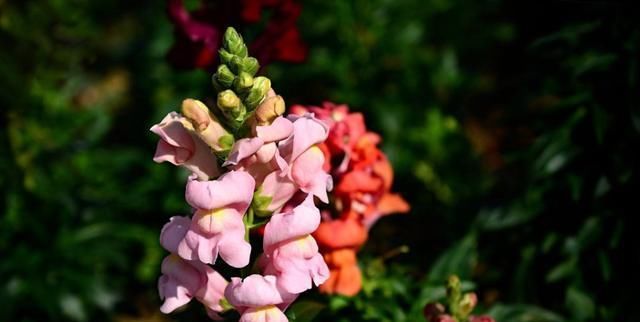  「养盆」喜欢养花，不如养盆 满天星开花性能特别好。