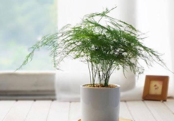  「旺盛」卧室里养文竹，记住1点，长势旺盛，新芽冒不停，长得郁郁葱葱