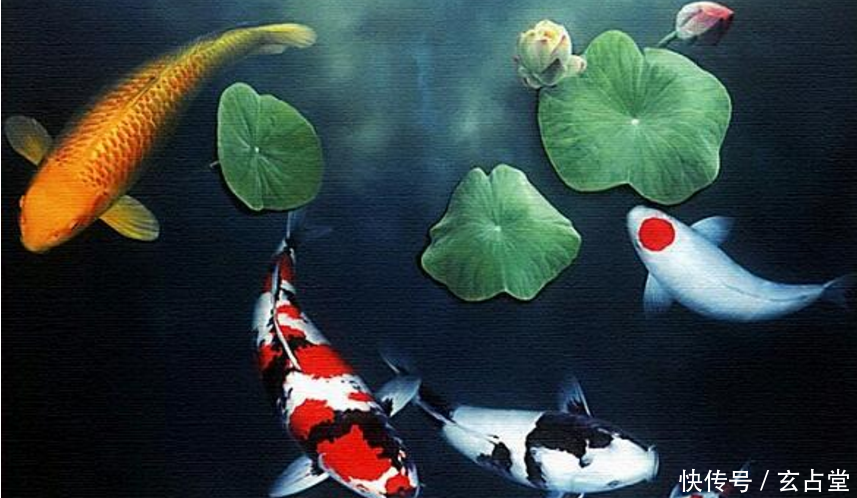 养鱼知识,养鱼风水知识学,养几条鱼最招财